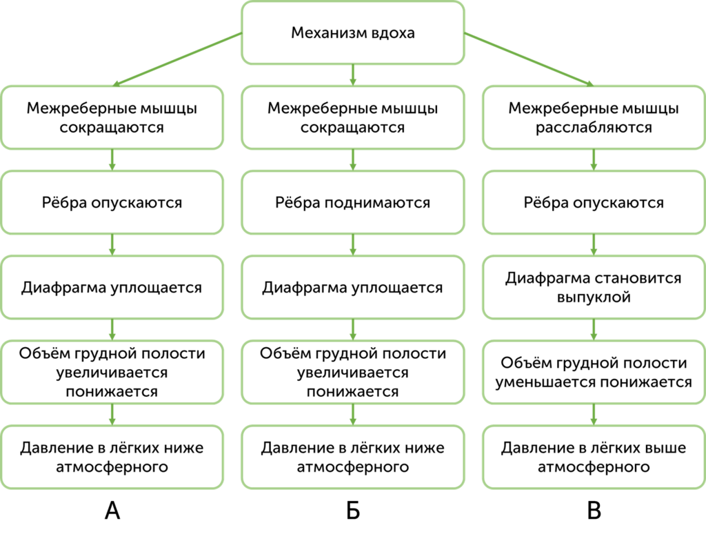 В каких случаях используют схемы. Используя знания о механизмах вдоха и выдоха, определите верный путь.. Механизм вдоха и выдоха блок схема. Используя знания по биологии. Как вы представляете себе механизм вдоха и выхода.